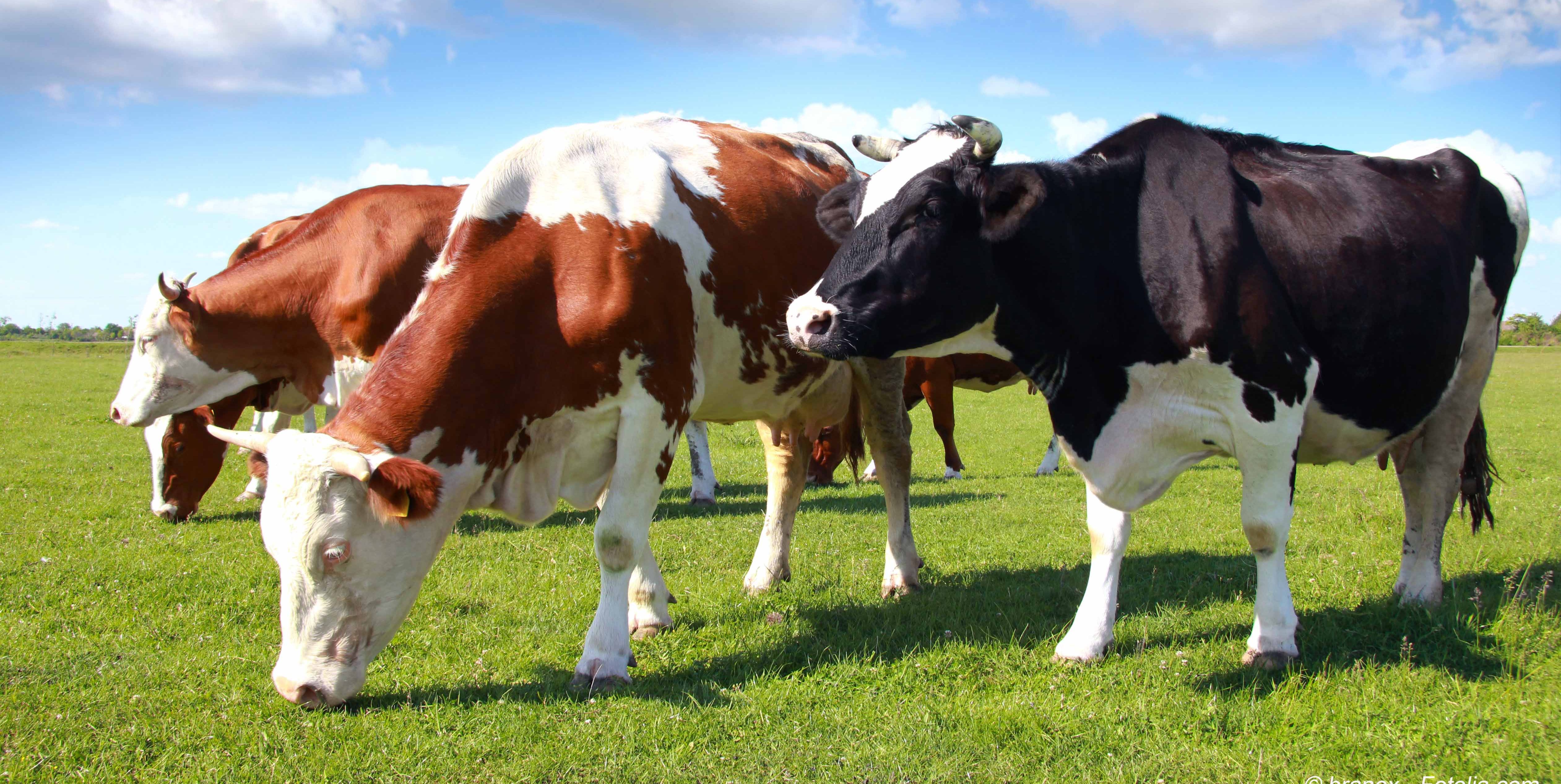 Cows grazing on pasture